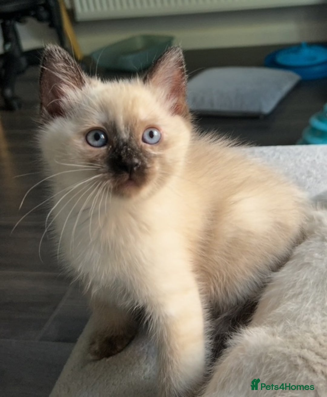 Ragdoll cats for sale: Flame lynx point Ragdoll x kitten Ready to leave - Image 36