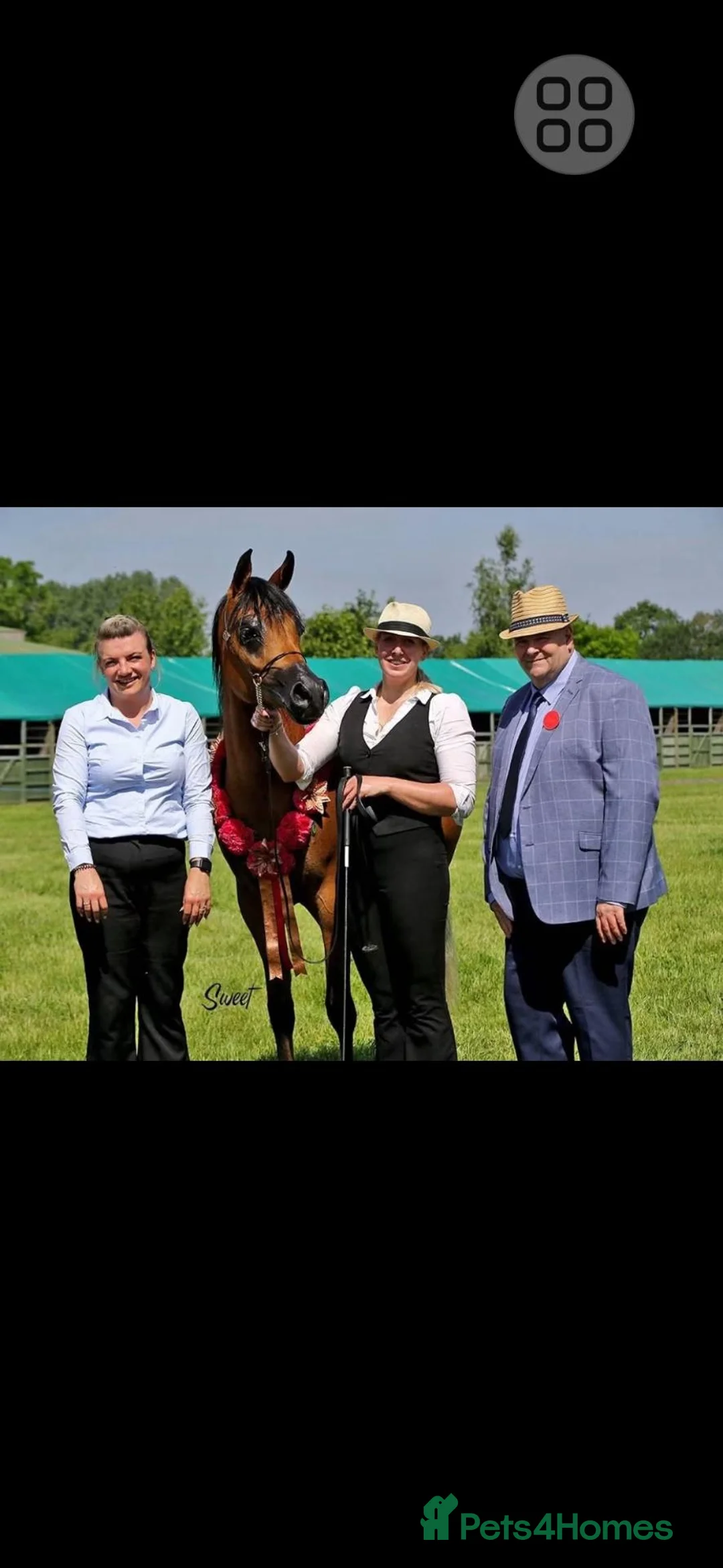 Arabian horse horses for sale: PRYCILLA - Advert 6