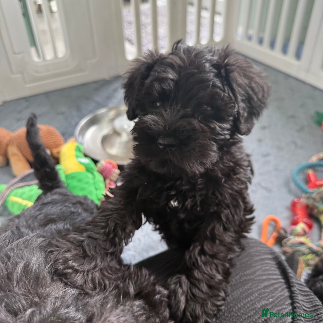 Miniature Schnauzer dogs for sale: health tested parents  - Image 15