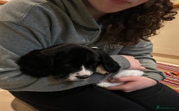 English Springer Spaniel dogs for sale: Working English springer spaniel puppies  - Image 8