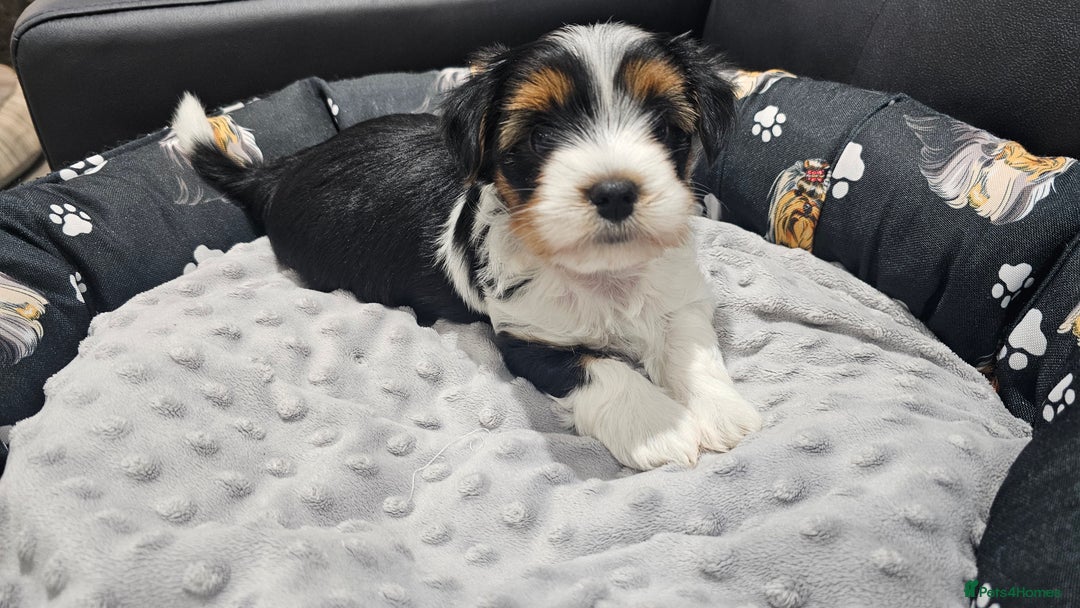 Yorkshire Terrier dogs for sale: 2 boys and 2 girls yorkshire terrier  - Advert 13