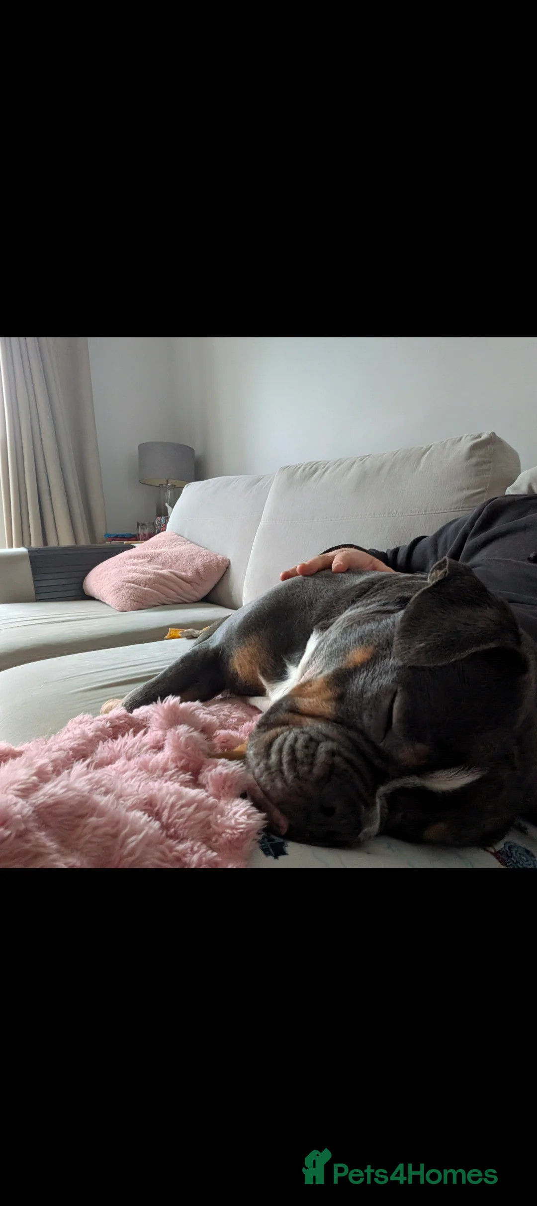 Mixed Breed dogs for sale: **10 months old bulldog cross** - Advert 3