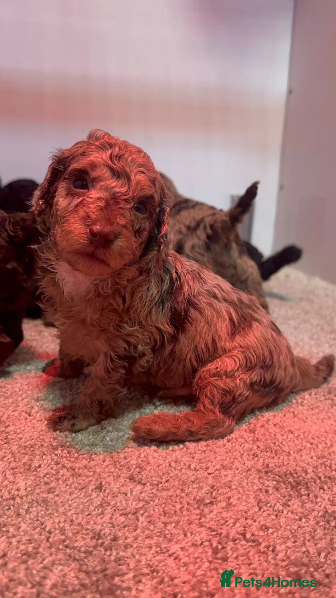 Cockapoo dogs for sale: Stunning toy F1bbb cockerpoo  in Swansea - Advert 29