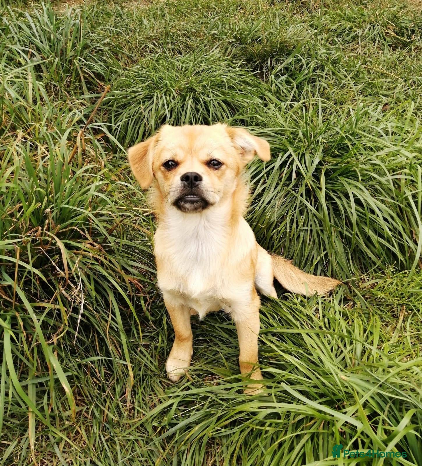 Mixed Breed dogs ❤️🐶 MYLA (SHYLA) – 4 KG OF LOVE, CURIOSITY - Advert 1