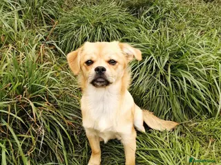 Mixed Breed dogs ❤️🐶 MYLA (SHYLA) – 4 KG OF LOVE, CURIOSITY - Advert 1