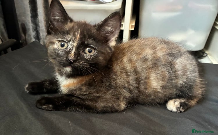 Mixed Breed cats - Advert 7