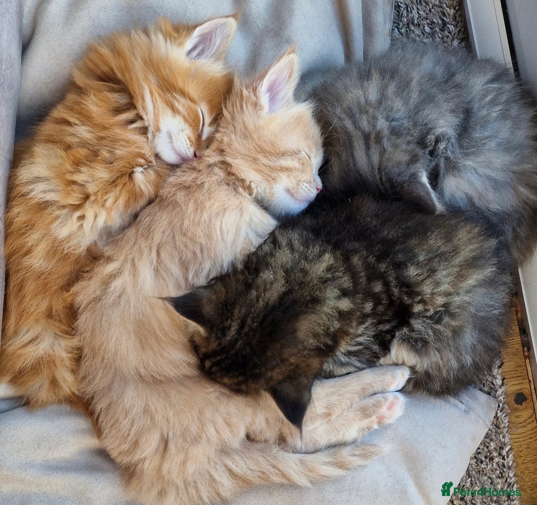 Maine Coon cats for sale: 4 Maine Coons (Mum, Dad, Son amd Daughter) - Image 11