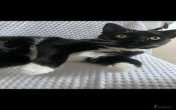 Domestic Shorthair cats for sale: Remmy and Dahlia - Image 2