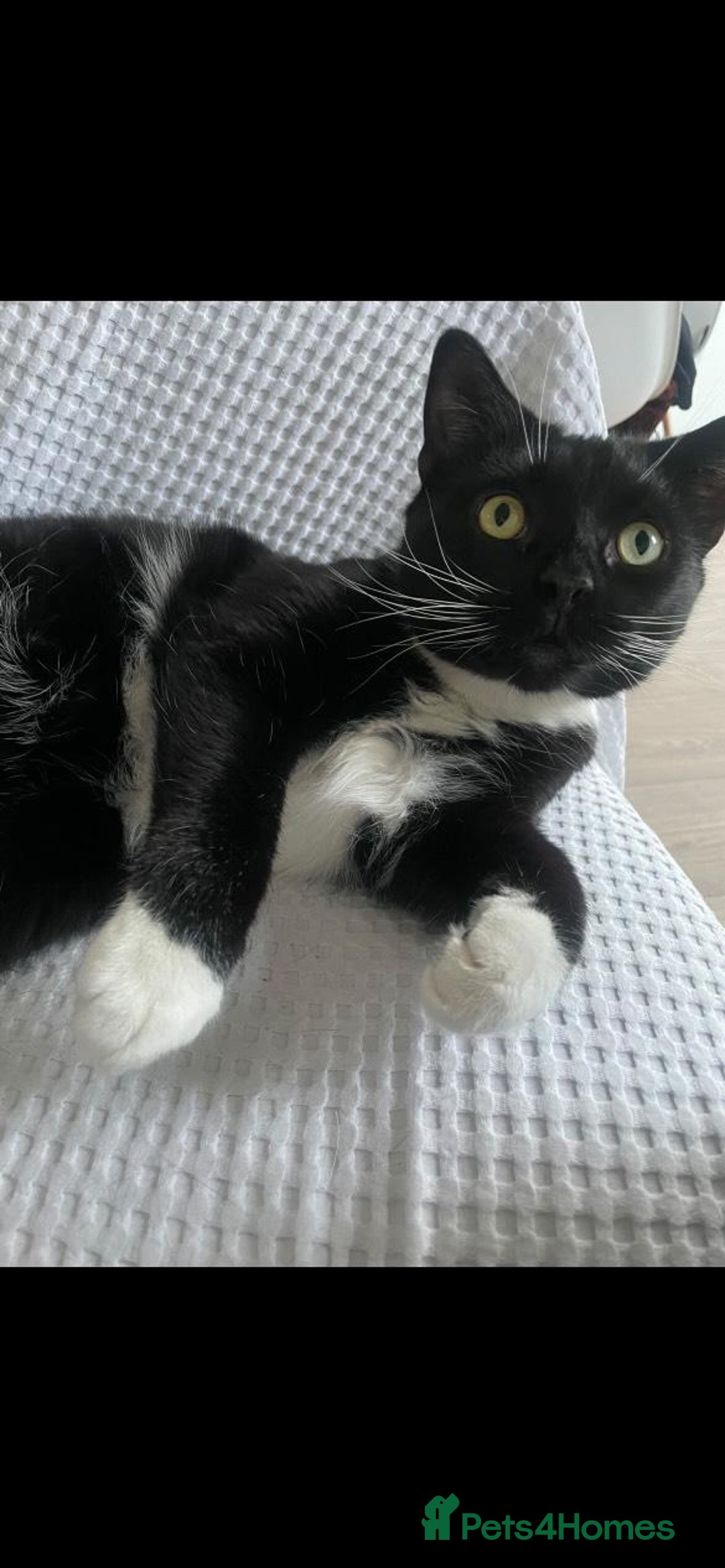 Domestic Shorthair cats for sale: Remmy and Dahlia - Image 2