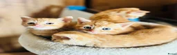 Mixed Breed cats for sale: Beautiful Kittens 🐱!!! - Advert 4
