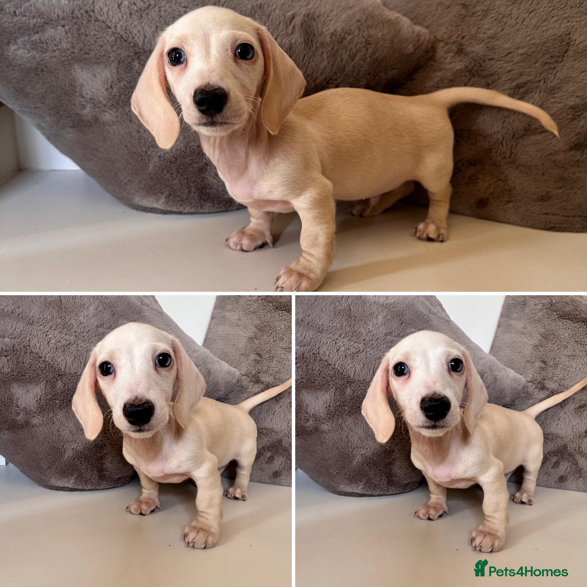 Miniature Dachshund dogs KC Cream Smooth Miniature Dachshunds - Advert 1