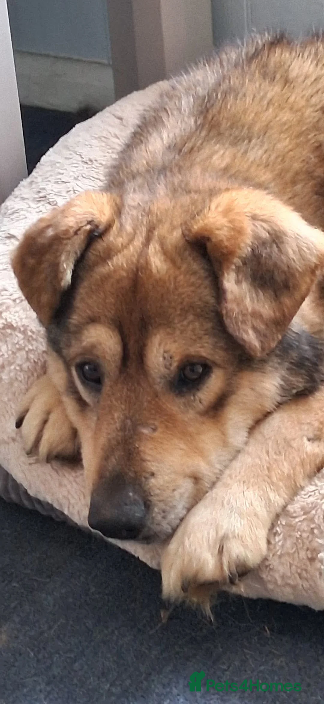 Mixed Breed dogs for adoption: QUINN - A VERY DISTINGUISHED GENTLEMAN - Advert 2