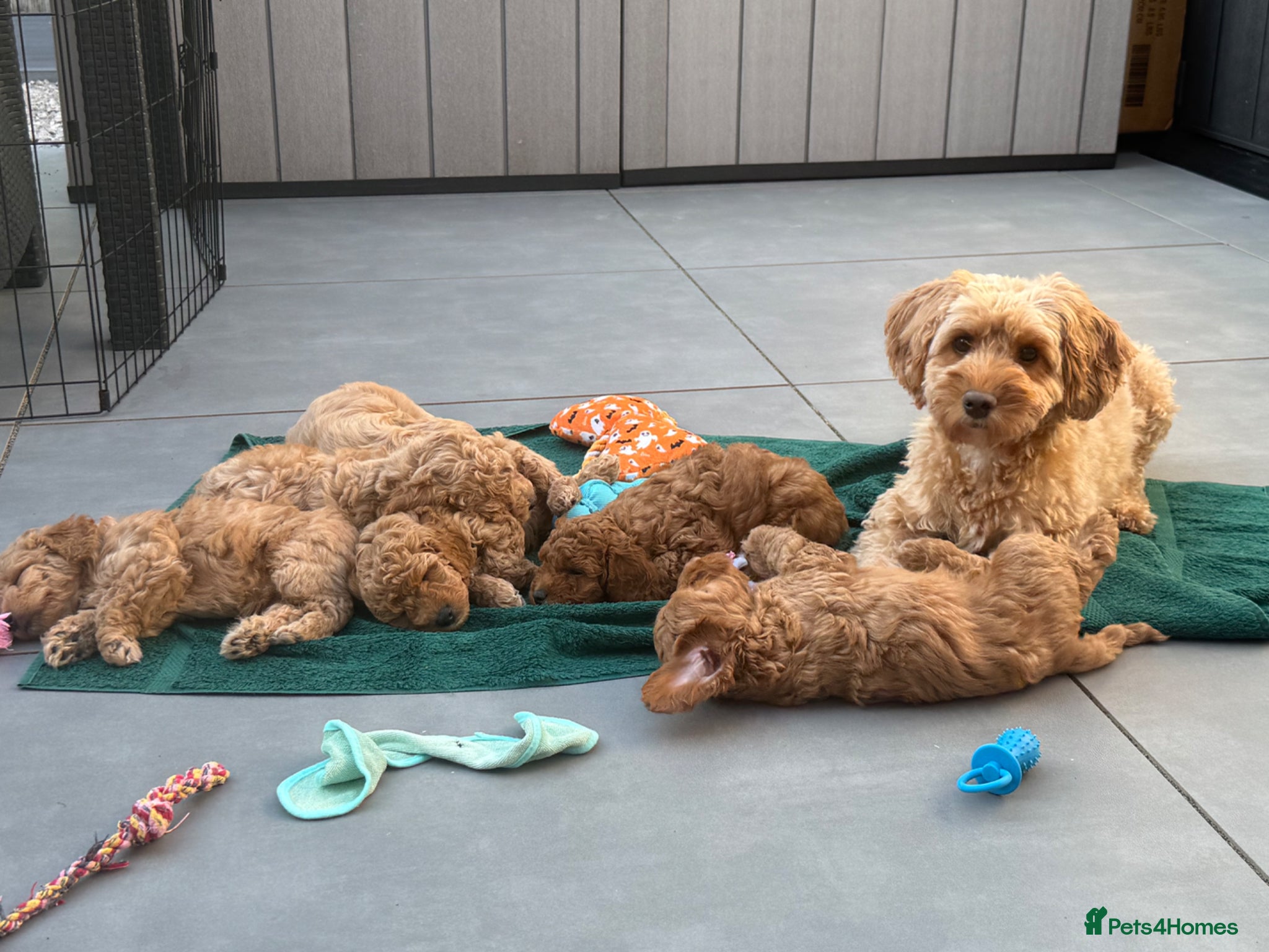 Cockapoo dogs 3 Toy Cockapoo Puppies Looking for Forever Homes! - Advert 11
