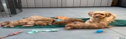 Cockapoo dogs for sale: ONLY 1 LEFT - Toy Cockapoo GIRL Available Now - Advert 2