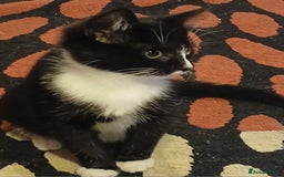 RagaMuffin cats for sale: Female Kitten - Image 3