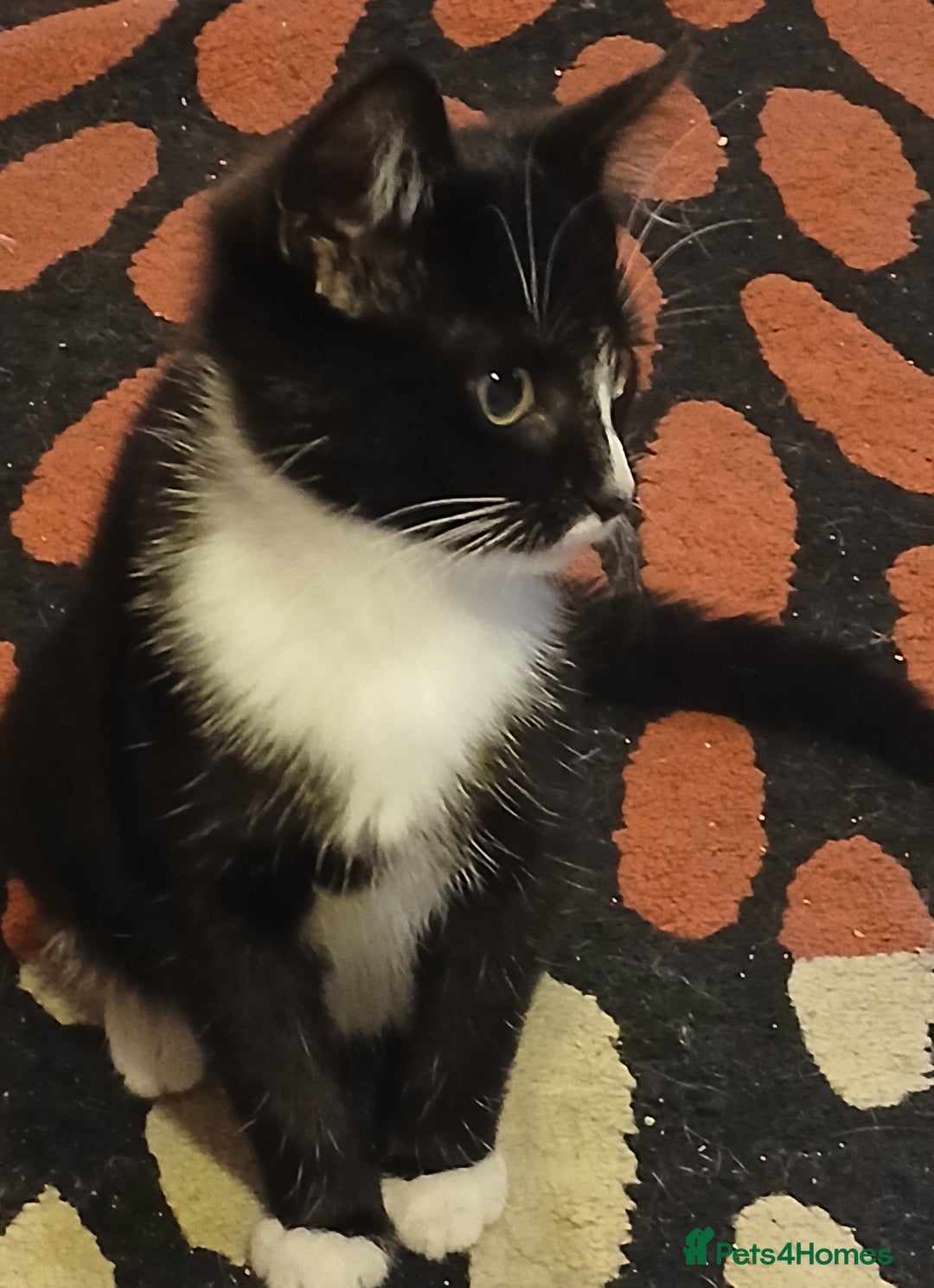 RagaMuffin cats for sale: Female Kitten - Image 3