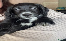 Cocker Spaniel dogs for sale: cockerspaniels  - Image 1