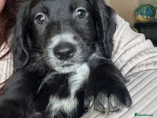 Cocker Spaniel dogs - Advert 1