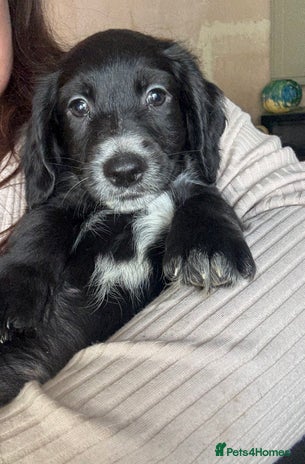 Cocker Spaniel dogs - Advert 1