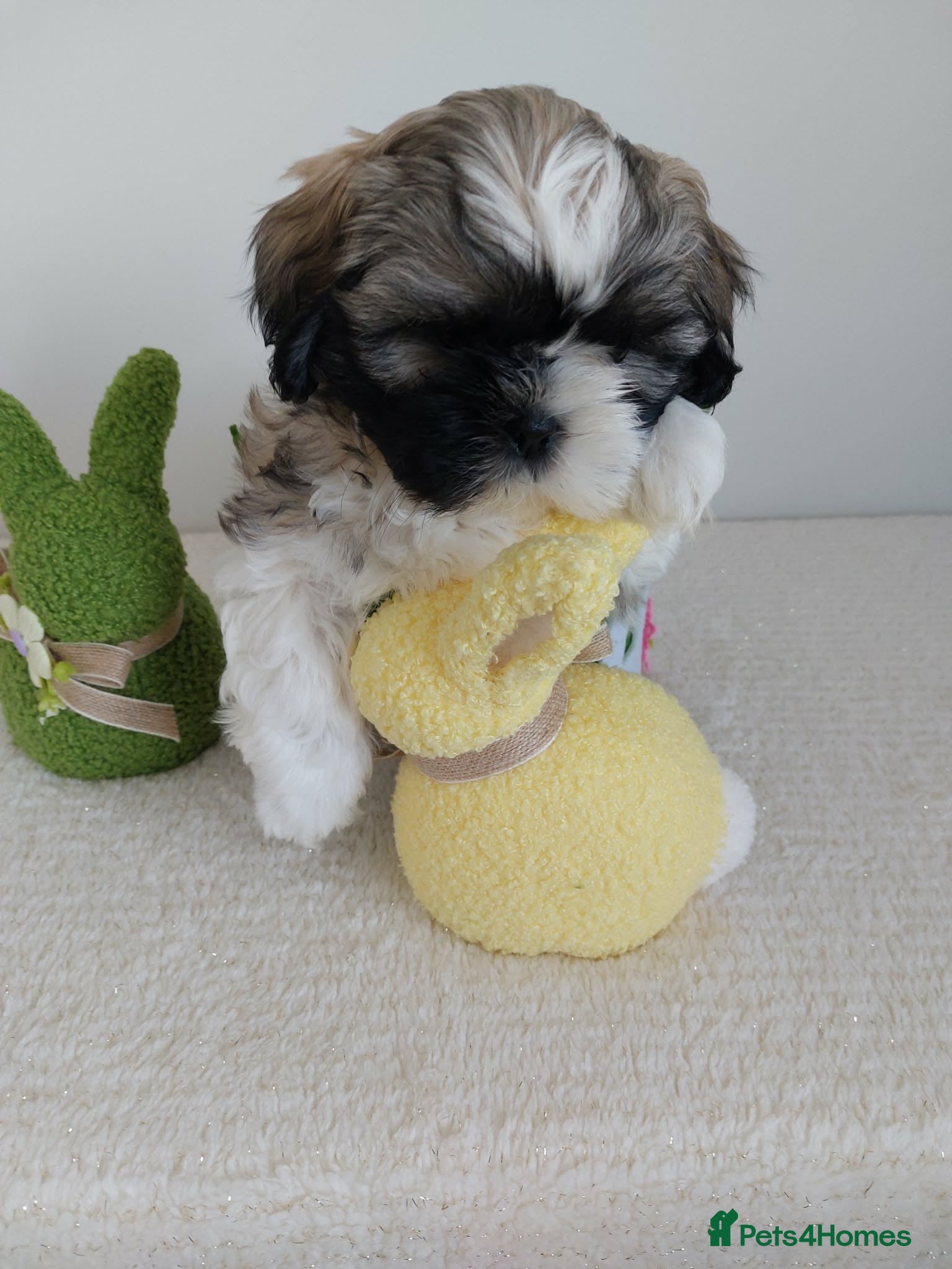 Shih Tzu dogs Beautiful Shih Tzu Puppies 💛💚❤️🩷 - Advert 2