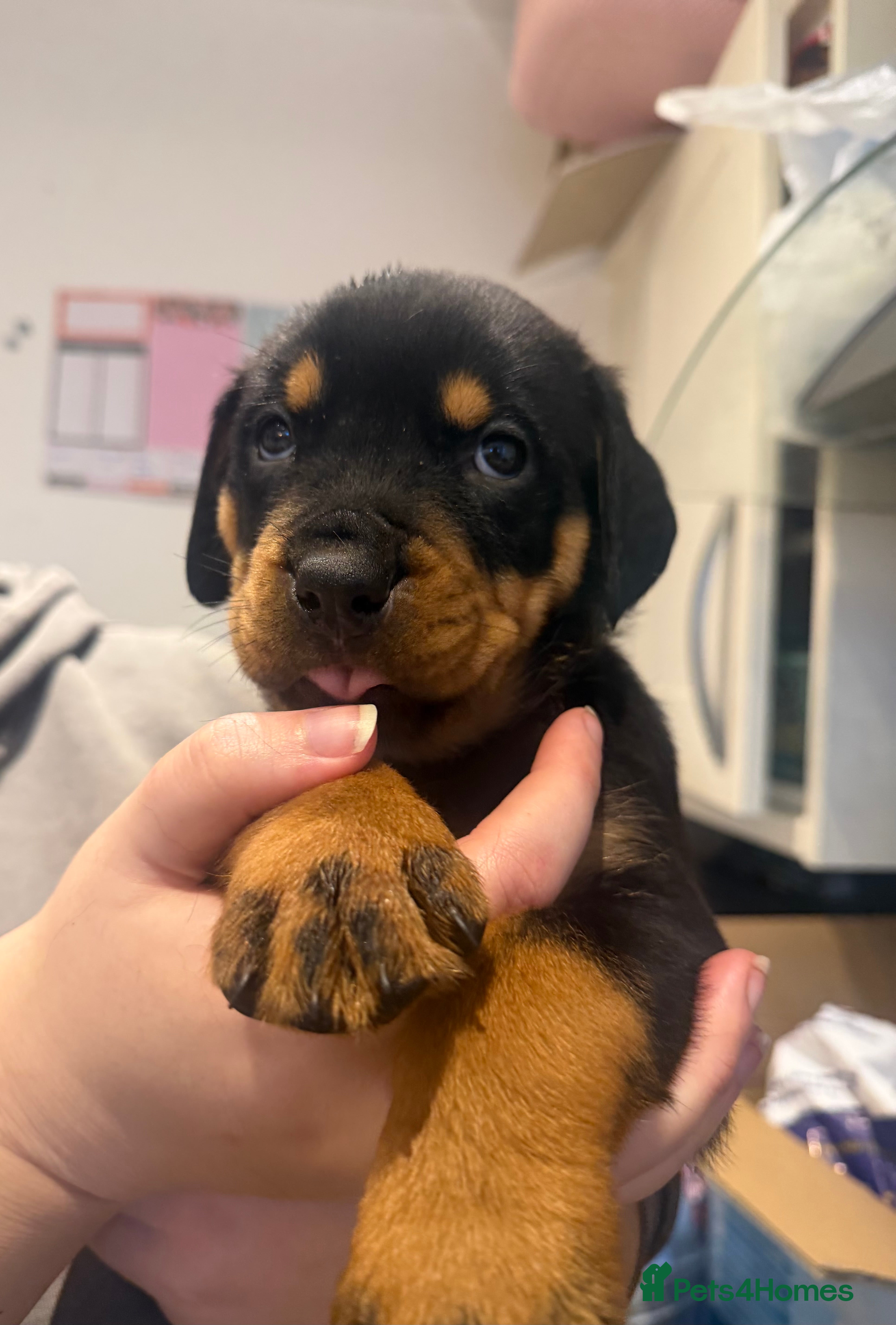 Rottweiler dogs Chunky Rottweiler Puppies - Advert 3