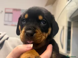 Rottweiler dogs Chunky Rottweiler Puppies - Advert 3