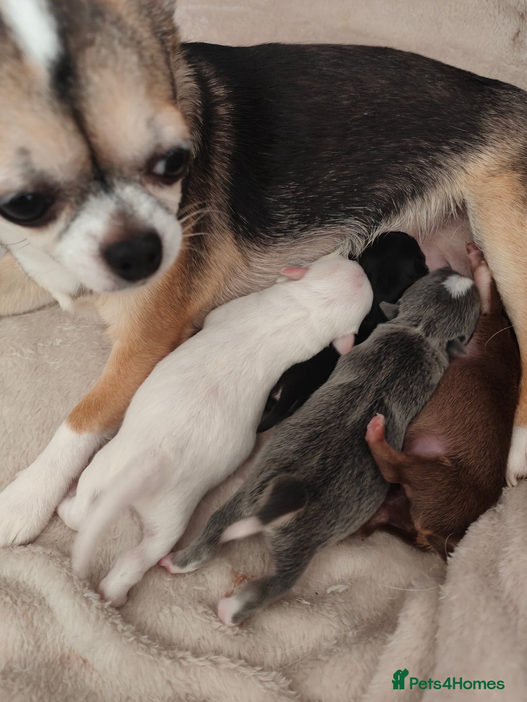 Chihuahua dogs for sale: 🪻 Beautiful Chihuahua Puppies 🪻 - Advert 15