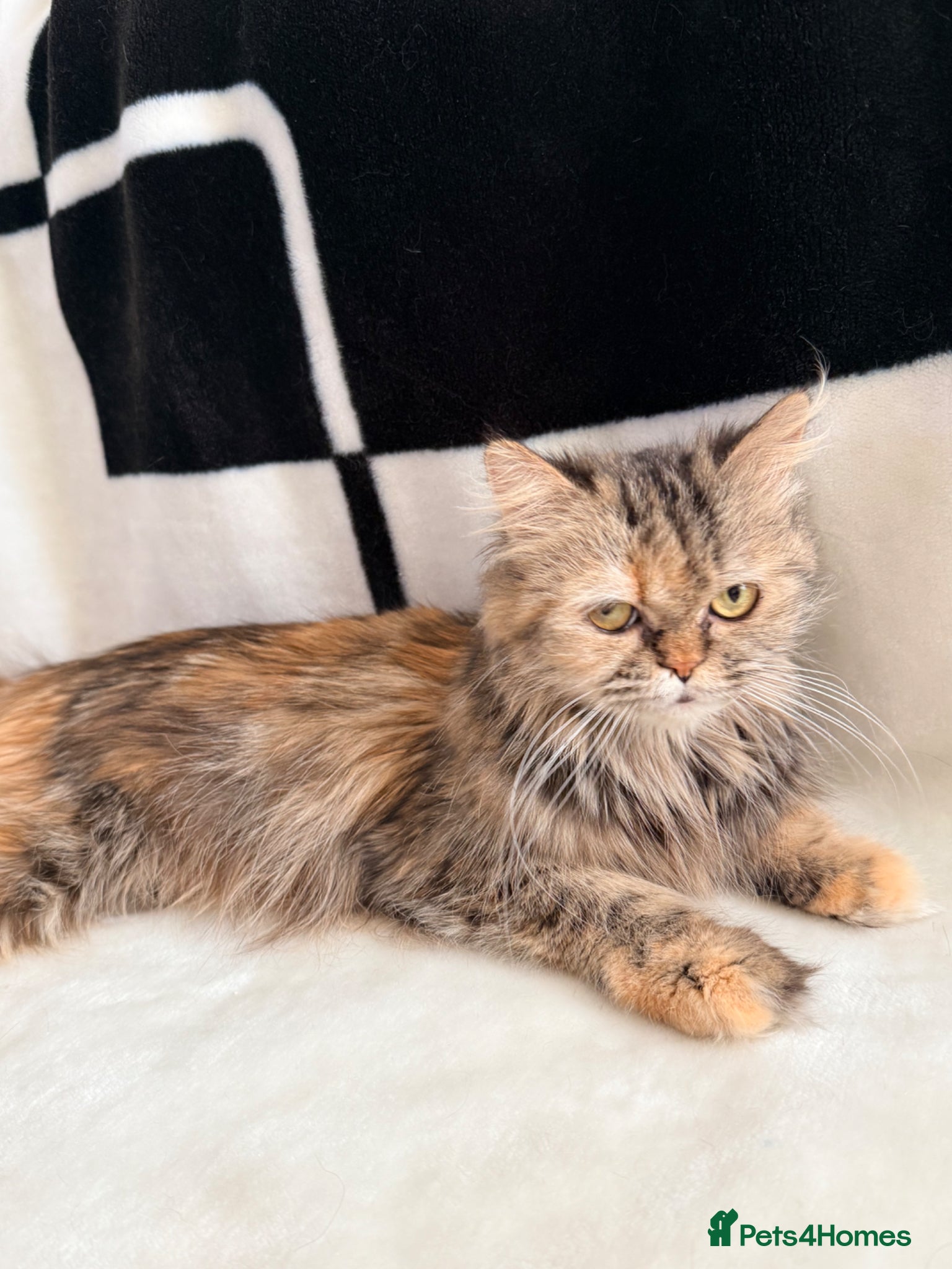 Persian cats 🐾 Pedigree Persian Kittens Ready to go Home🐾 - Advert 2