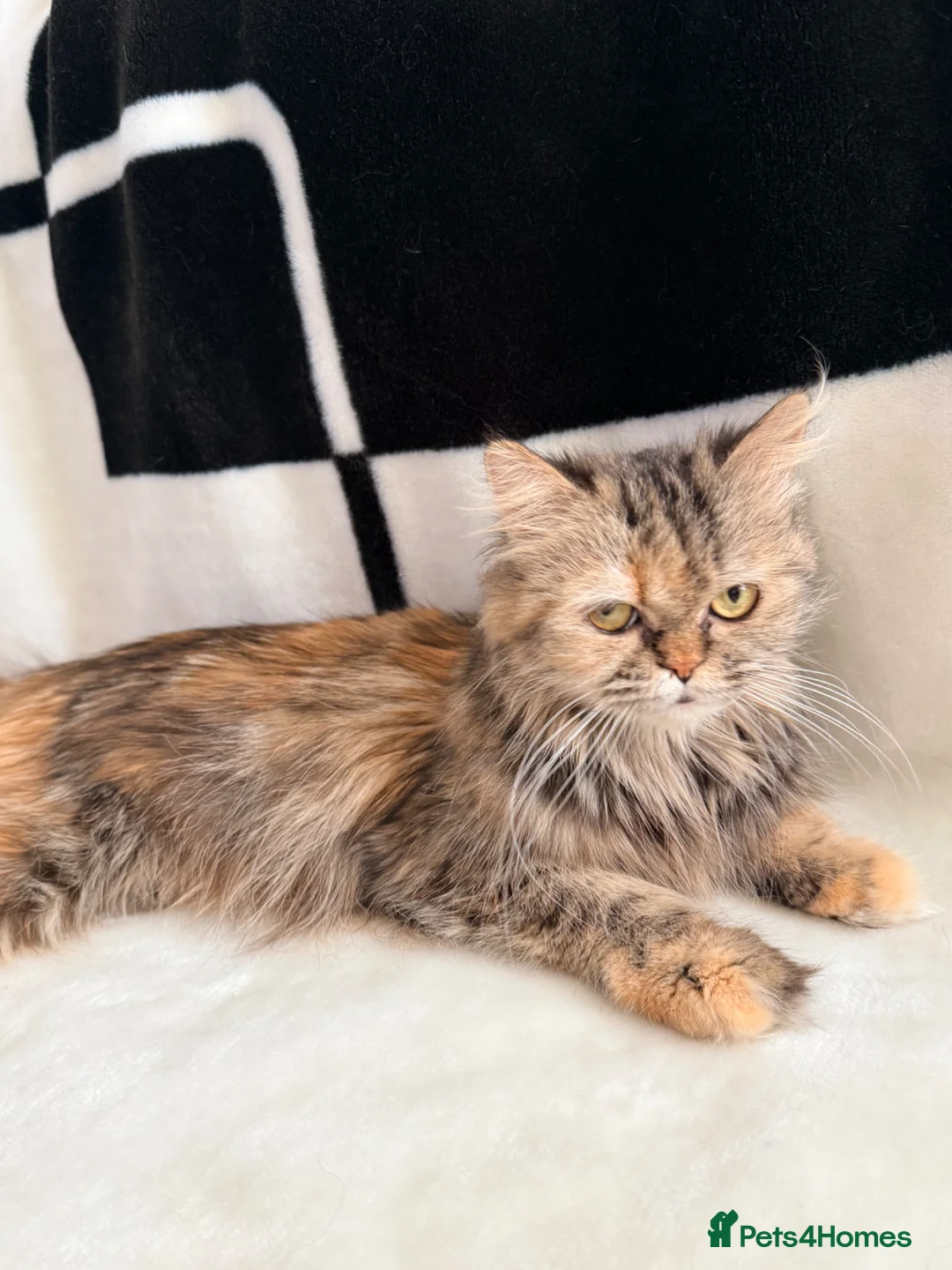 Persian cats for sale: 🐾 Pedigree Persian Kittens Ready to go Home🐾 - Advert 2