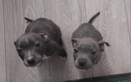 Staffordshire Bull Terrier dogs for sale: Blue Staff Puppies - Image 12