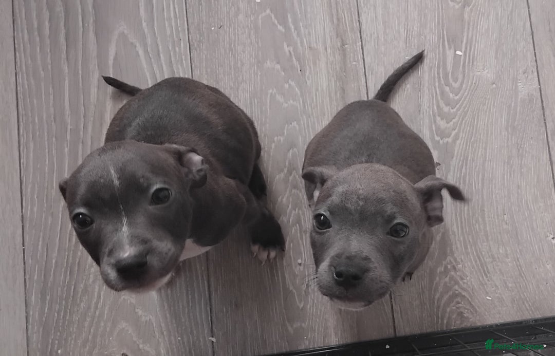 Staffordshire Bull Terrier dogs for sale: Blue Staff Puppies - Image 12