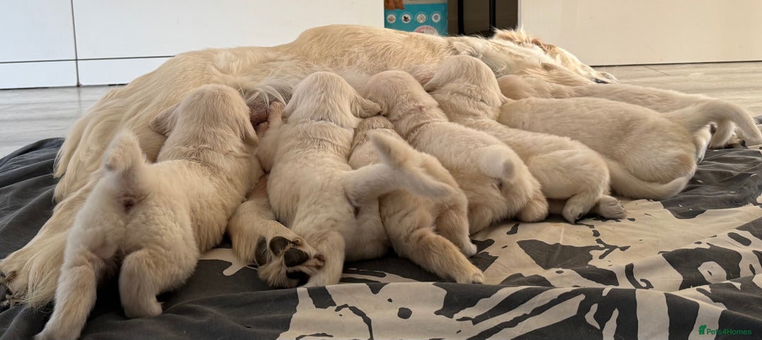 Golden Retriever dogs for sale: Golden Retriever Puppies 4 boys & 3 girls  - Image 9