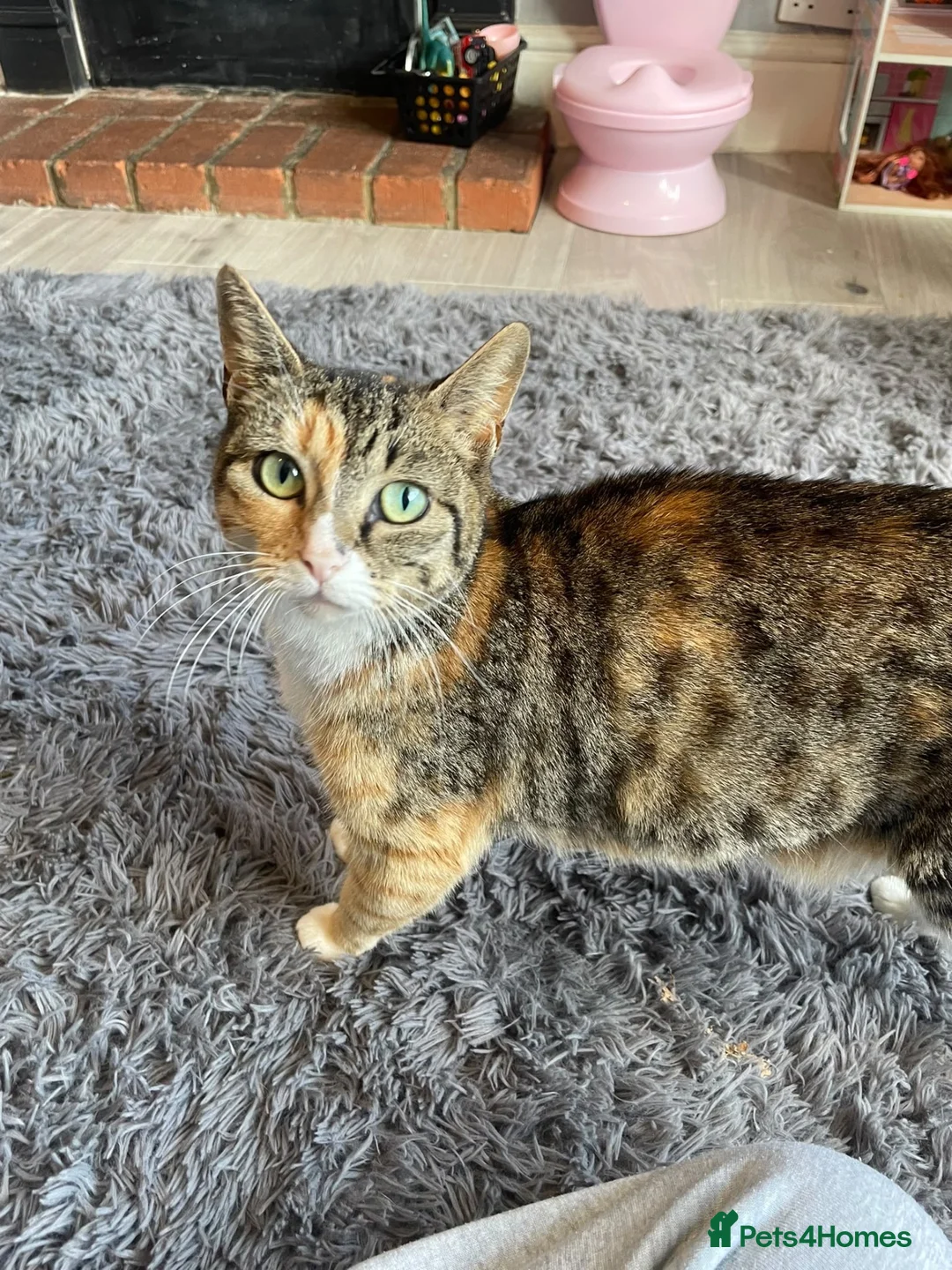 Mixed Breed cats for sale: 3 kittens  - Advert 2