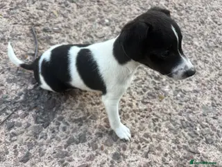Jack Russell dogs Jack Russell girls - Advert 1