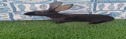 English rabbits for sale: Hand reared baby English rabbits - ready soon! - Advert 7