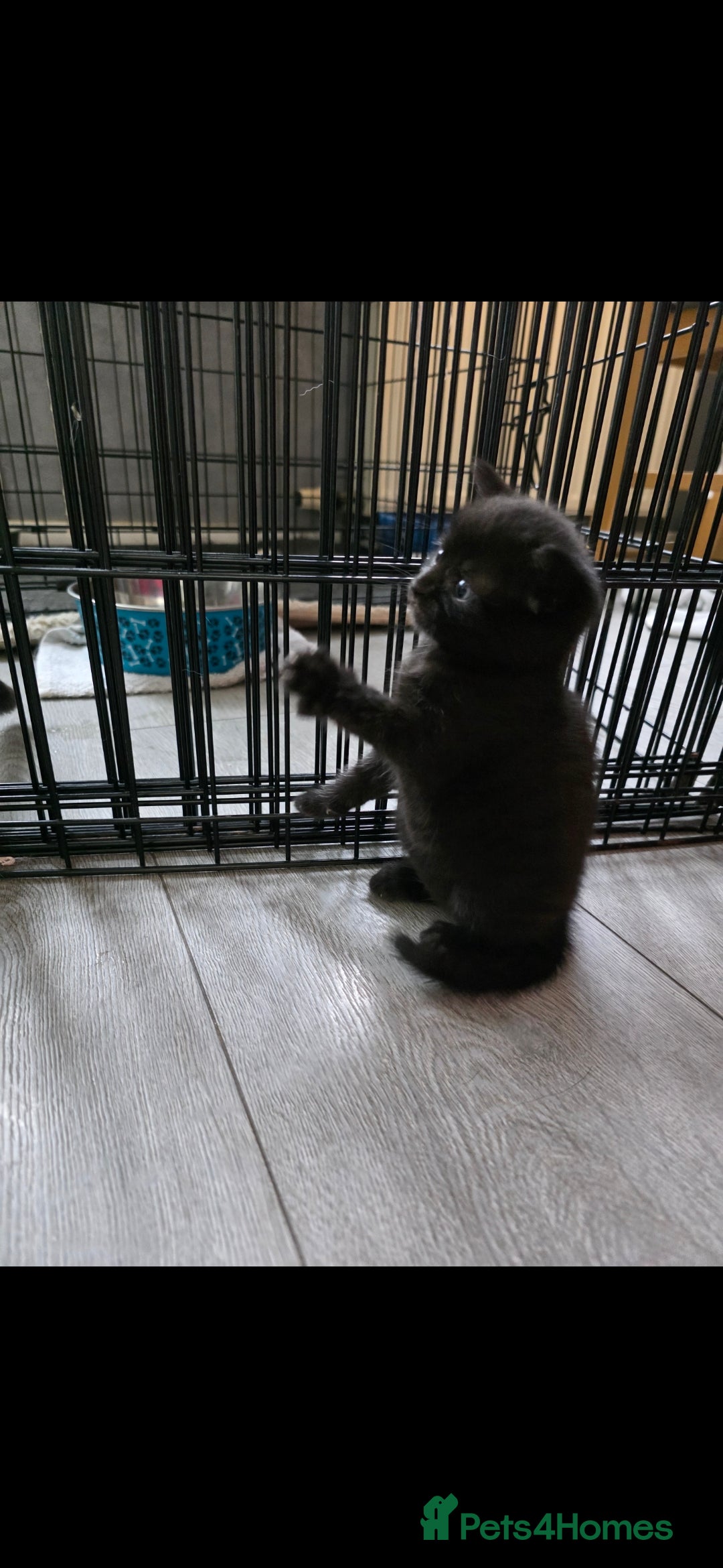 Mixed Breed cats for sale: Beautiful kittens for sale - Image 1