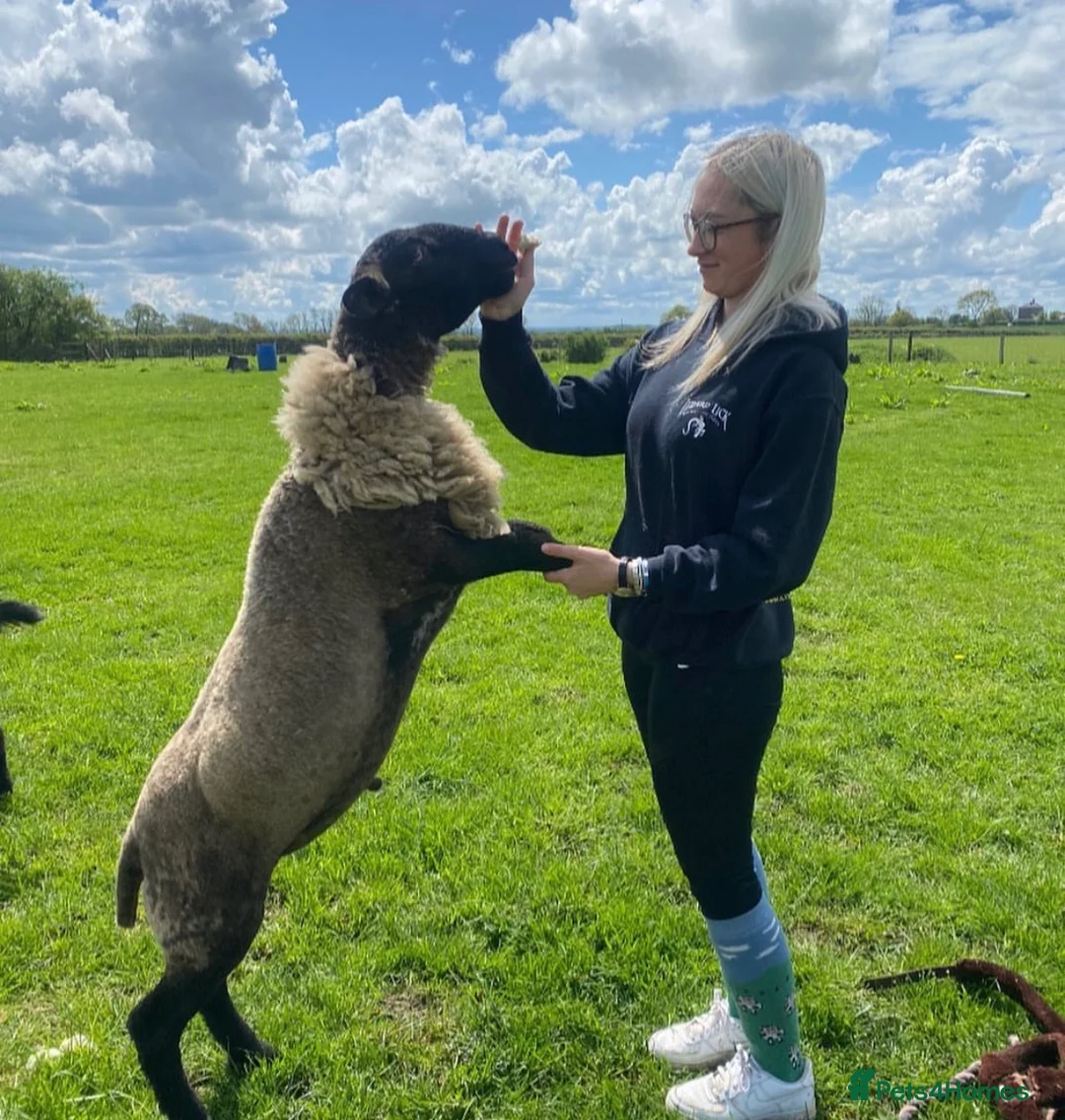 Gallery Image {{count}}