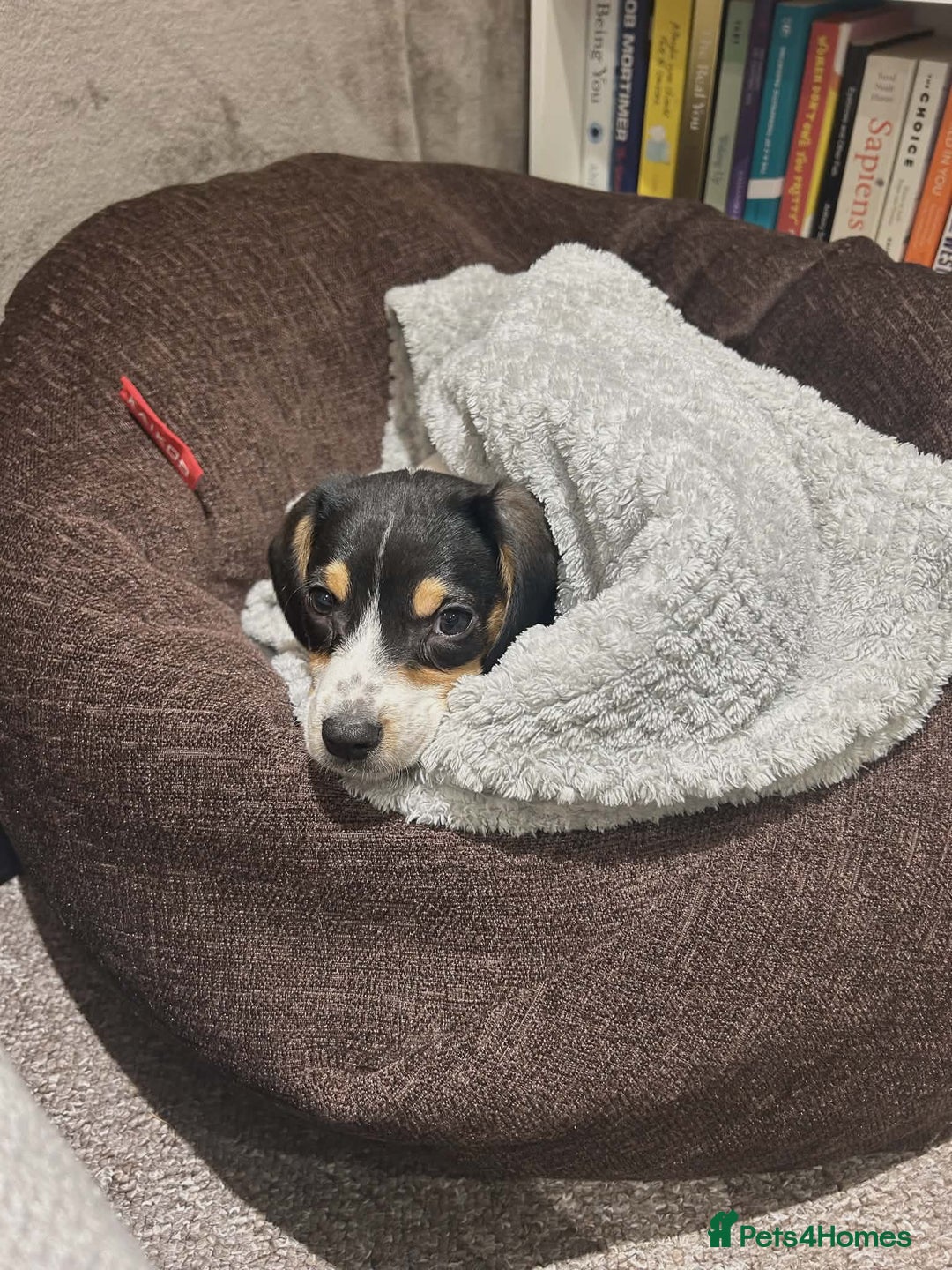 Beagle dogs for sale: 11 Week Old Beagle (Female)  - Advert 3