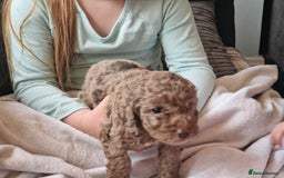 Cockapoo dogs for sale: red sable merle boy left 💜 - Image 28