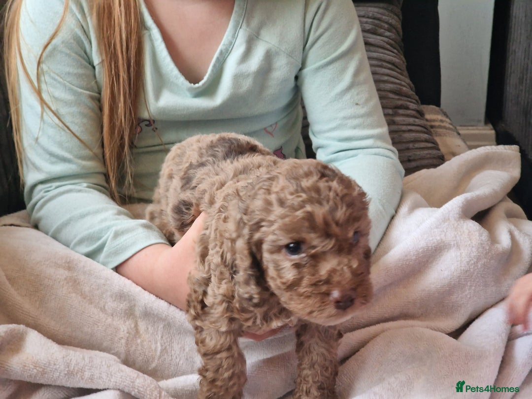 Cockapoo dogs for sale: red sable merle boy left 💜 - Image 28