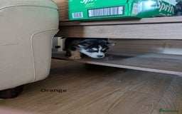 Siberian Husky dogs for sale: 5 Syberrian Husky puppies - Image 19