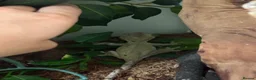 Gecko reptiles for sale: Crested geckos babies and adults and breeding grou - Advert 8