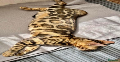 Bengal cats in Northampton - Advert 8