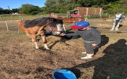 Irish Cob horses for sale: Buddy - Image 24