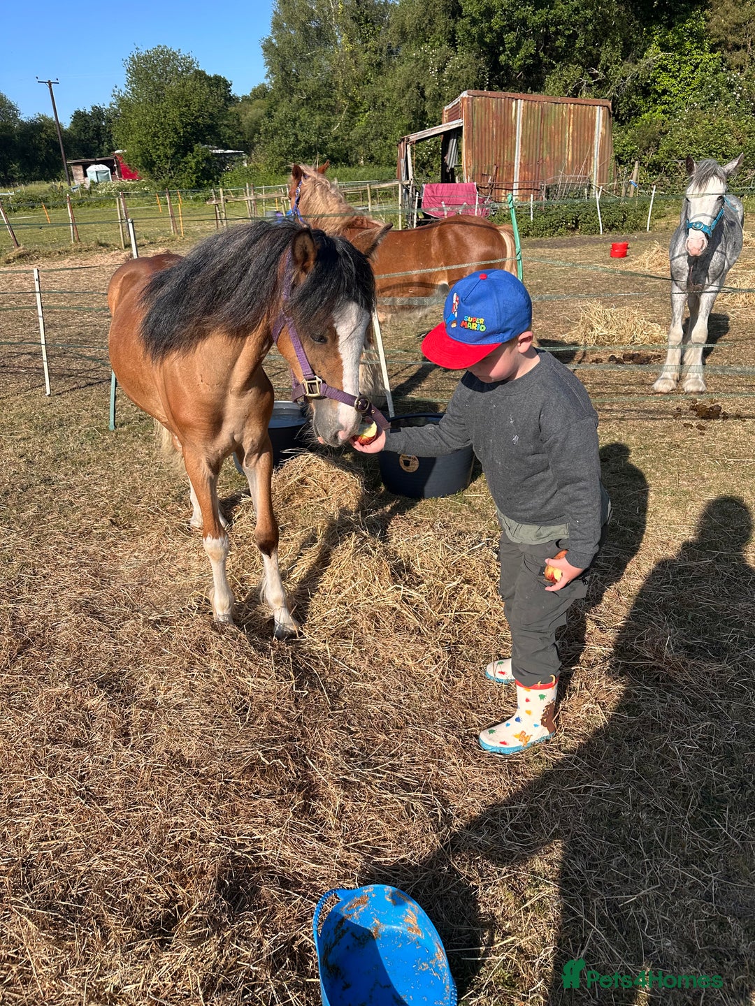 Irish Cob horses for sale: Buddy - Image 24