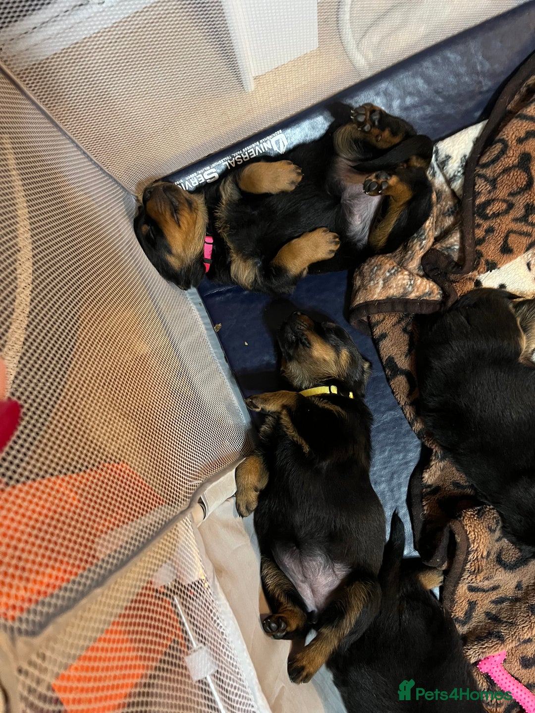 Rottweiler dogs for sale: Beautiful chunky Rottweiler puppies  - Advert 5