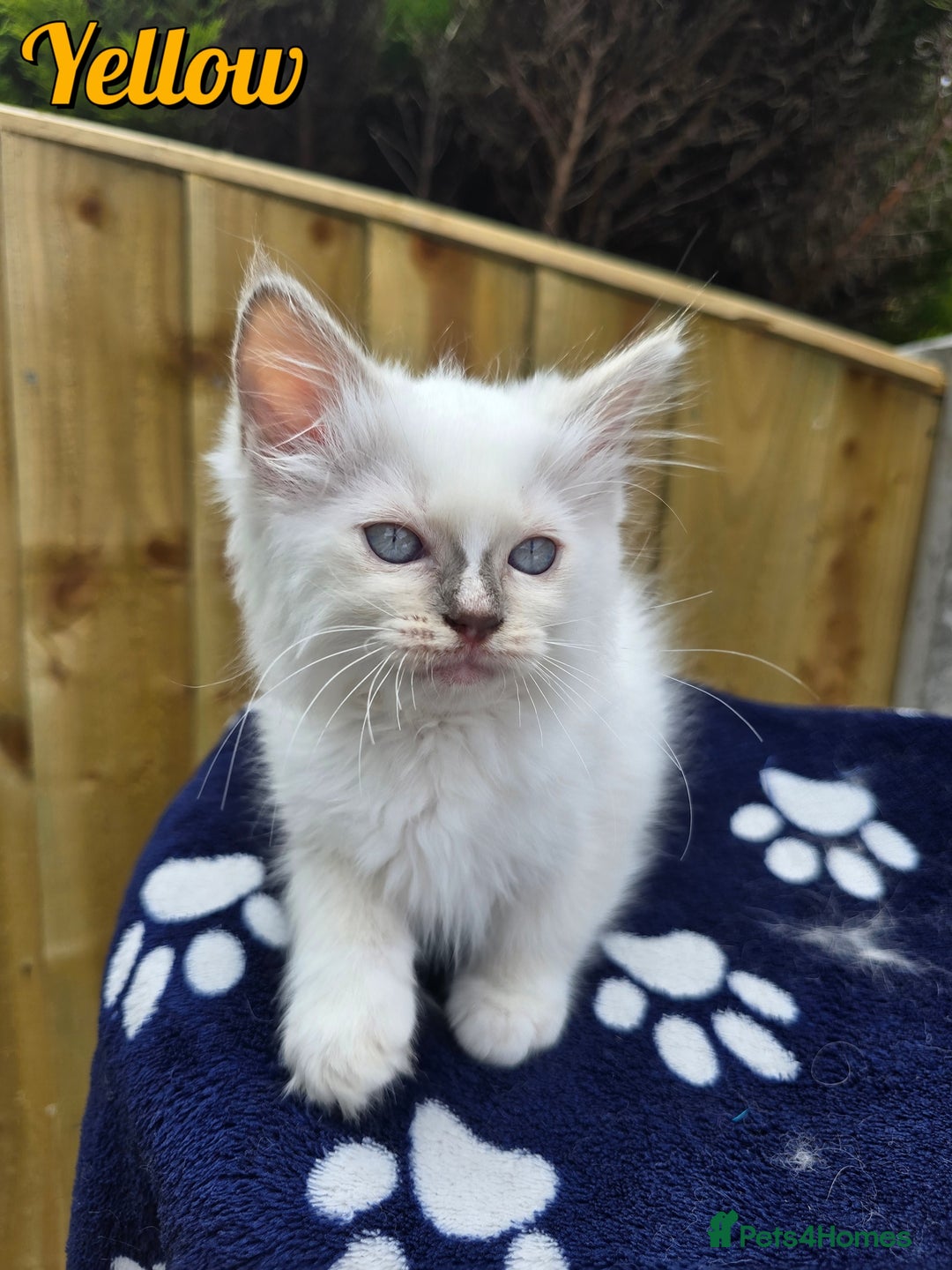 Ragdoll cats for sale: 🤍 STUNNING GCCF REGISTERED RAGDOLL KITTENS 🤍🤍 - Image 23