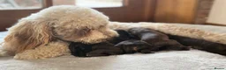 Cavapoo dogs for sale: F1 Health tested Chocolate Cavapoos - Advert 2