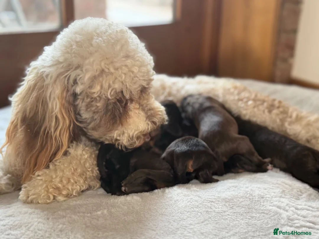 Cavapoo dogs for sale: F1 Health tested Chocolate Cavapoos - Advert 2