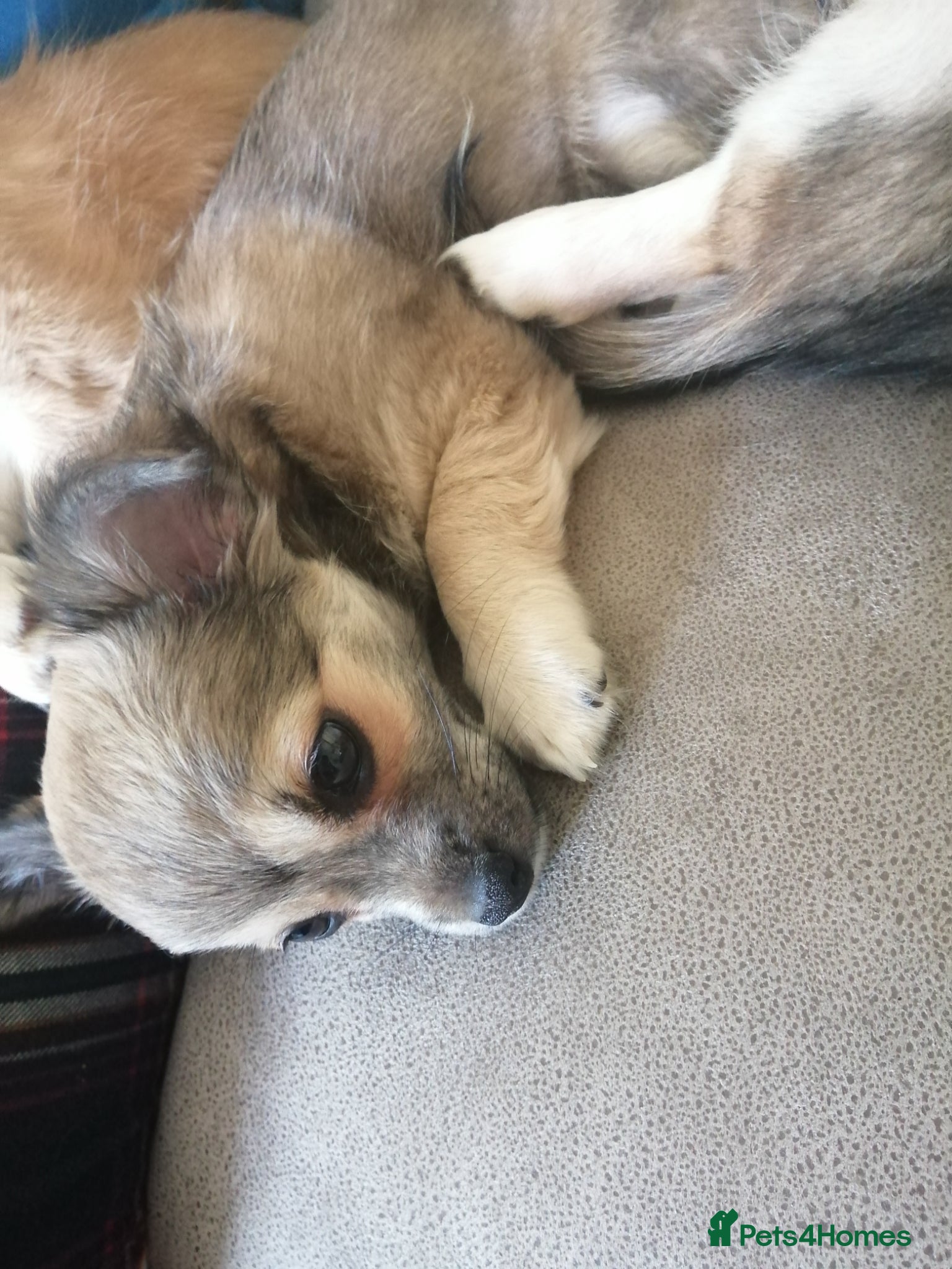 Chihuahua dogs for sale: Chihuahua puppy  in Okehampton - Advert 13
